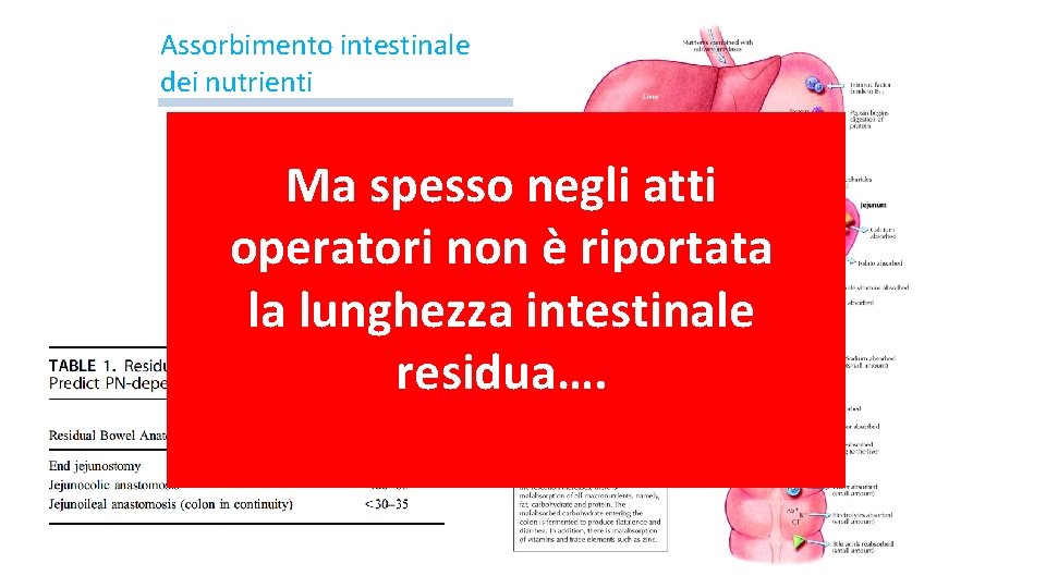 Assorbimento intestinale dei nutrienti Ma spesso negli atti operatori non è riportata la lunghezza