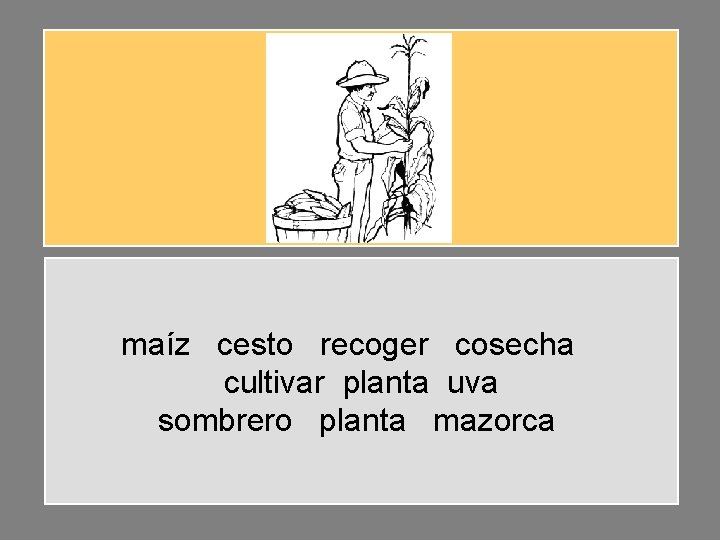 maíz cesto recoger cosecha cultivar planta uva sombrero planta mazorca 