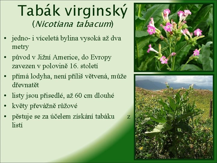 Tabák virginský (Nicotiana tabacum) • jedno- i víceletá bylina vysoká až dva metry •