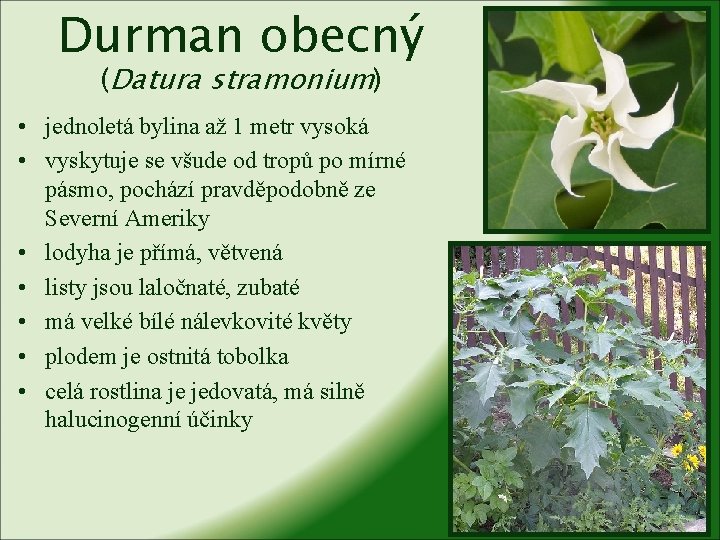 Durman obecný (Datura stramonium) • jednoletá bylina až 1 metr vysoká • vyskytuje se