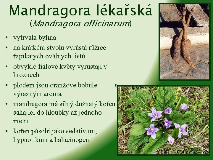 Mandragora lékařská (Mandragora officinarum) • vytrvalá bylina • na krátkém stvolu vyrůstá růžice řapíkatých