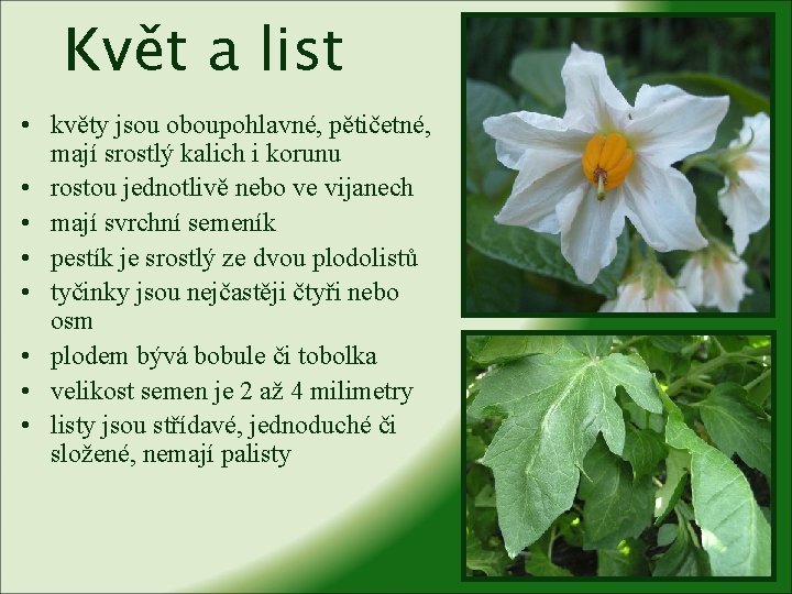 Květ a list • květy jsou oboupohlavné, pětičetné, mají srostlý kalich i korunu •