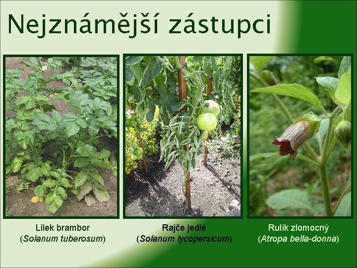 Nejznámější zástupci Lilek brambor (Solanum tuberosum) Rajče jedlé (Solanum lycopersicum) Rulík zlomocný (Atropa bella-donna)