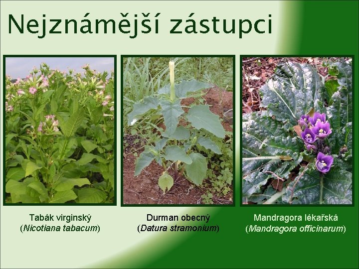 Nejznámější zástupci Tabák virginský (Nicotiana tabacum) Durman obecný (Datura stramonium) Mandragora lékařská (Mandragora officinarum)