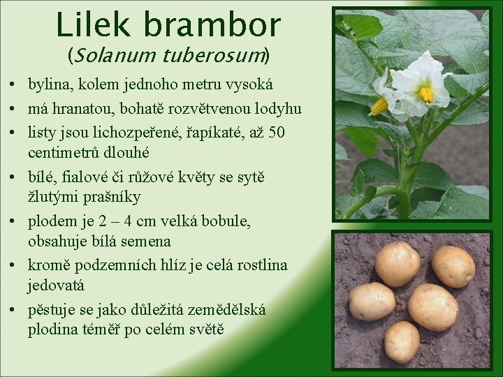 Lilek brambor (Solanum tuberosum) • bylina, kolem jednoho metru vysoká • má hranatou, bohatě