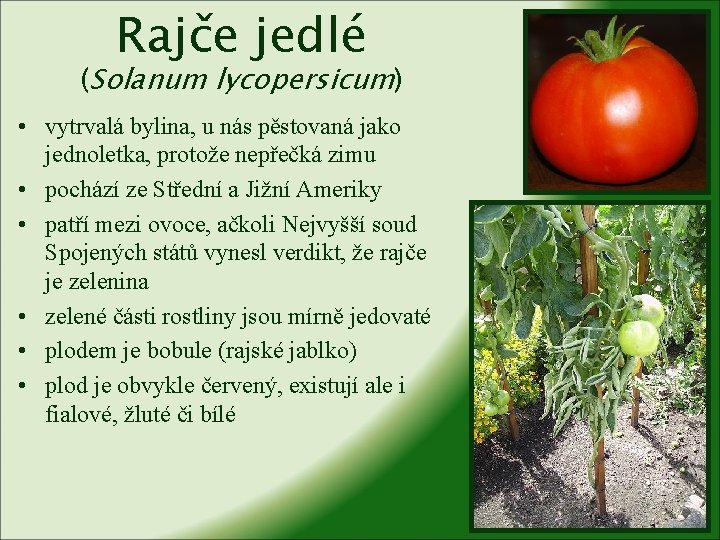 Rajče jedlé (Solanum lycopersicum) • vytrvalá bylina, u nás pěstovaná jako jednoletka, protože nepřečká