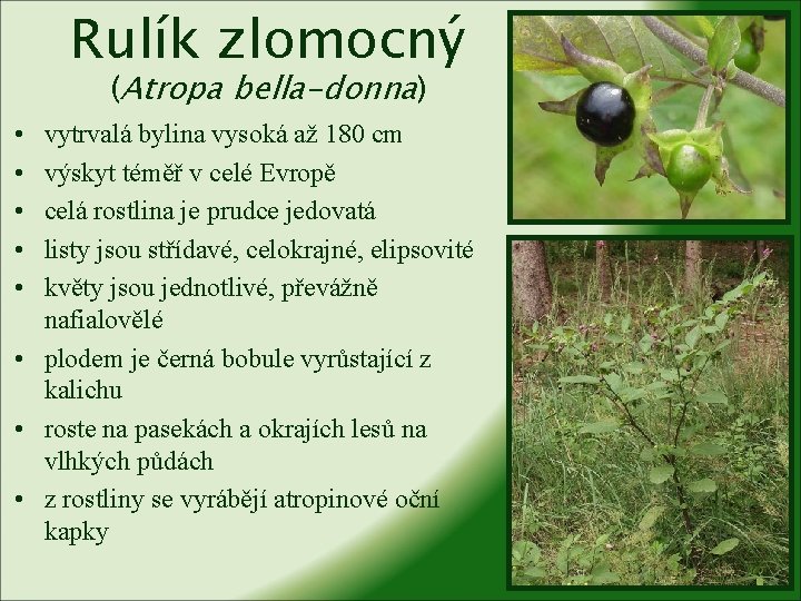 Rulík zlomocný (Atropa bella-donna) • • • vytrvalá bylina vysoká až 180 cm výskyt