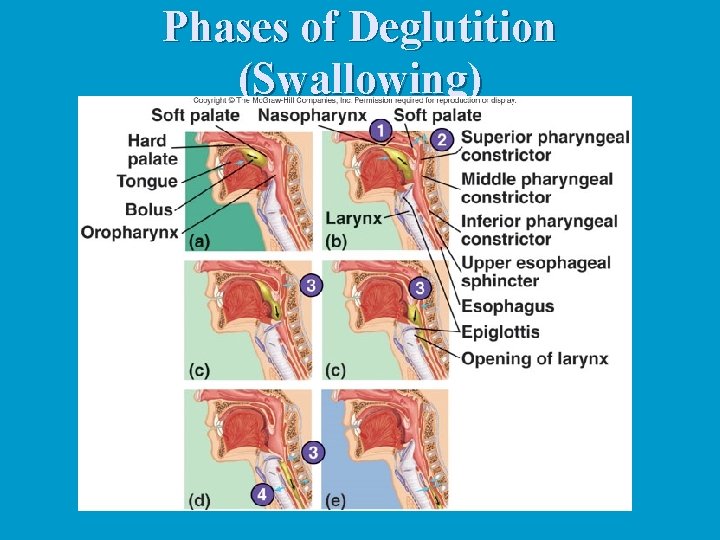 Phases of Deglutition (Swallowing) 