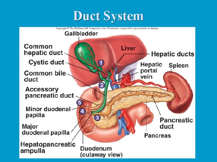 Duct System 