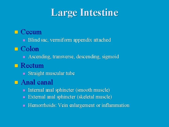 Large Intestine n Cecum n n Colon n n Ascending, transverse, descending, sigmoid Rectum