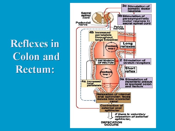 Reflexes in Colon and Rectum: 