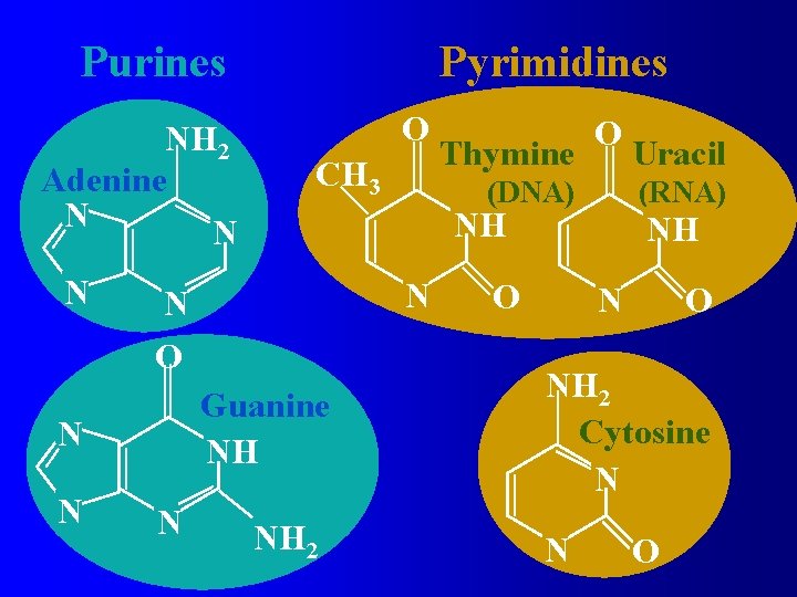 Purines NH 2 Adenine N N N O CH 3 (DNA) N Guanine NH