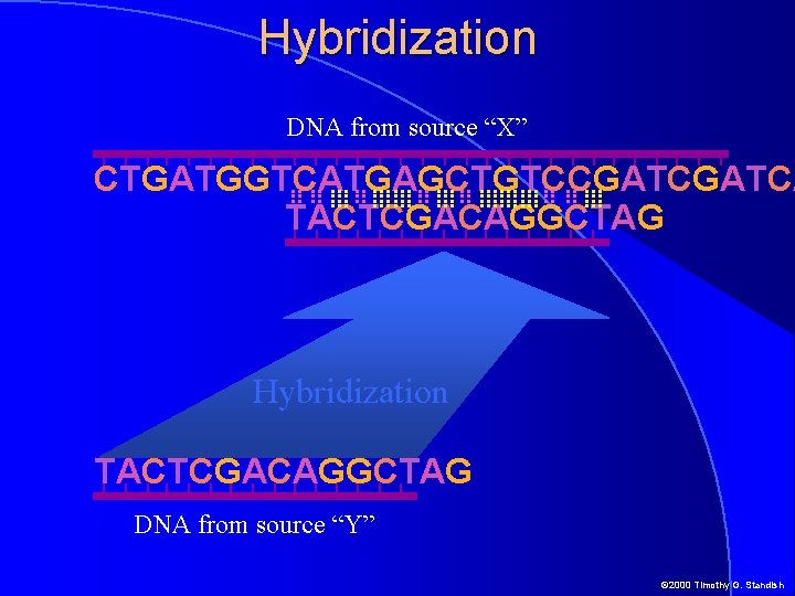 Hybridization DNA from source “X” CTGATGGTCATGAGCTGTCCGATCA TACTCGACAGGCTAG Hybridization TACTCGACAGGCTAG DNA from source “Y” ©