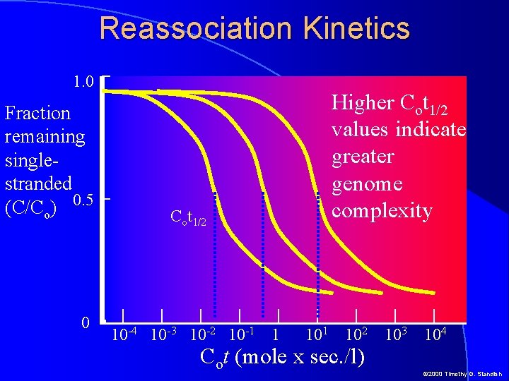 Reassociation Kinetics 1. 0 Fraction remaining singlestranded (C/Co) 0. 5 0 Higher Cot 1/2