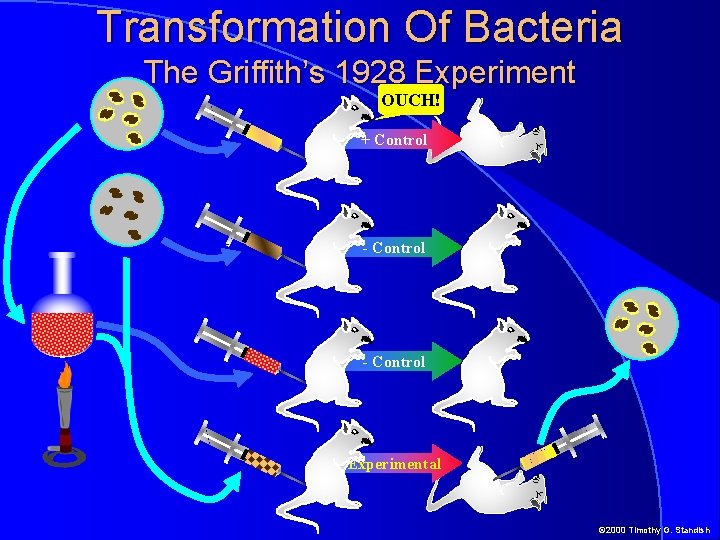 Transformation Of Bacteria The Griffith’s 1928 Experiment OUCH! + Control - Control Experimental ©