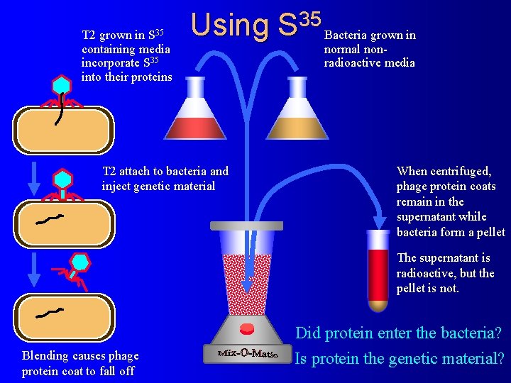 S 35 T 2 grown in containing media incorporate S 35 into their proteins