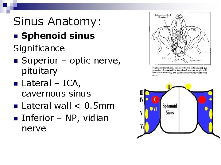 Sinus Anatomy: Sphenoid sinus Significance n Superior – optic nerve, pituitary n Lateral –