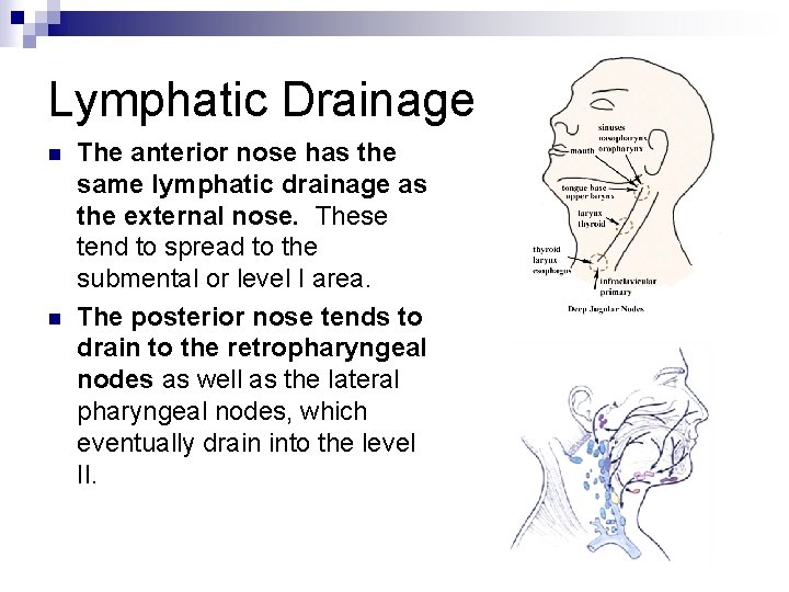 Lymphatic Drainage n n The anterior nose has the same lymphatic drainage as the