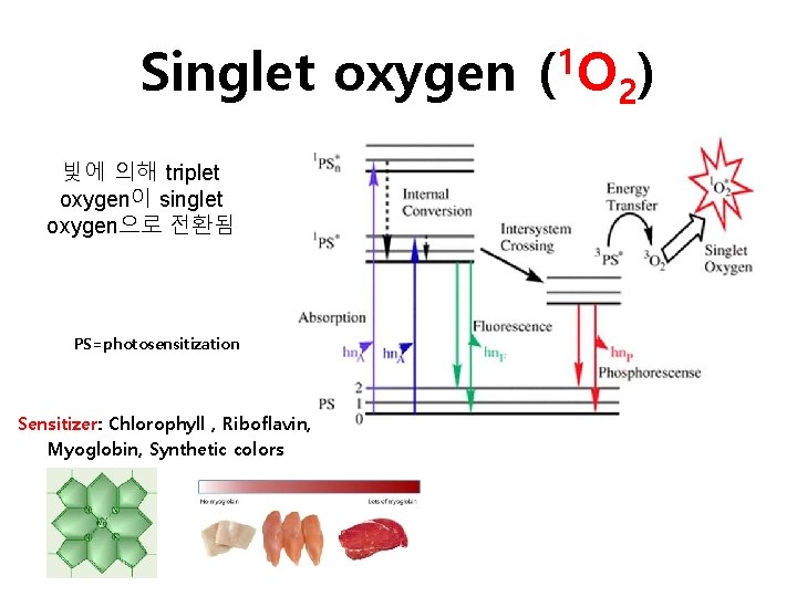 Singlet oxygen 빛에 의해 triplet oxygen이 singlet oxygen으로 전환됨 PS=photosensitization Sensitizer: Chlorophyll , Riboflavin,