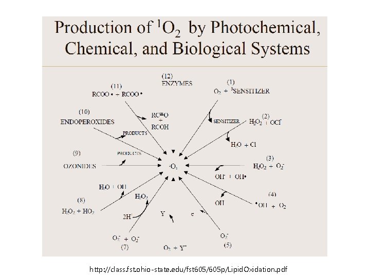 http: //class. fst. ohio-state. edu/fst 605/605 p/Lipid. Oxidation. pdf 