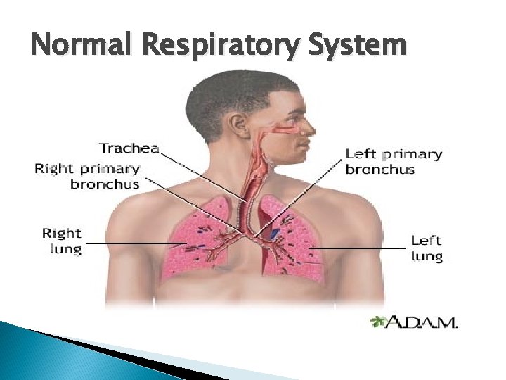 Normal Respiratory System Normal Respiratory System