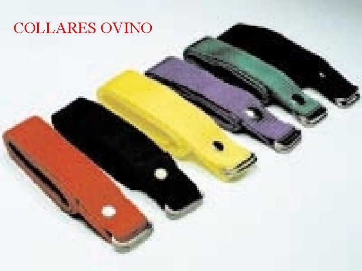 COLLARES OVINO 