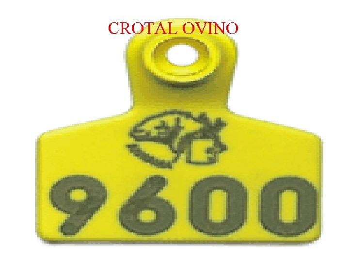 CROTAL OVINO 