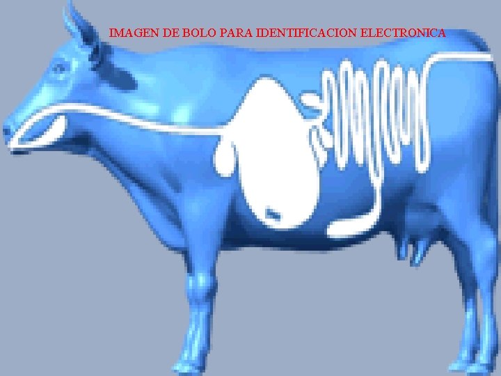 IMAGEN DE BOLO PARA IDENTIFICACION ELECTRONICA 