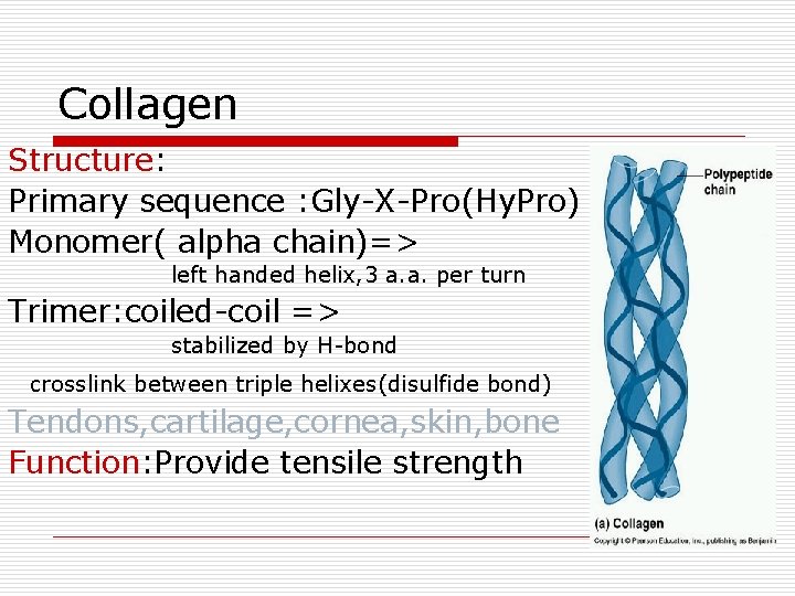 Collagen Structure: Primary sequence : Gly-X-Pro(Hy. Pro) Monomer( alpha chain)=> left handed helix, 3