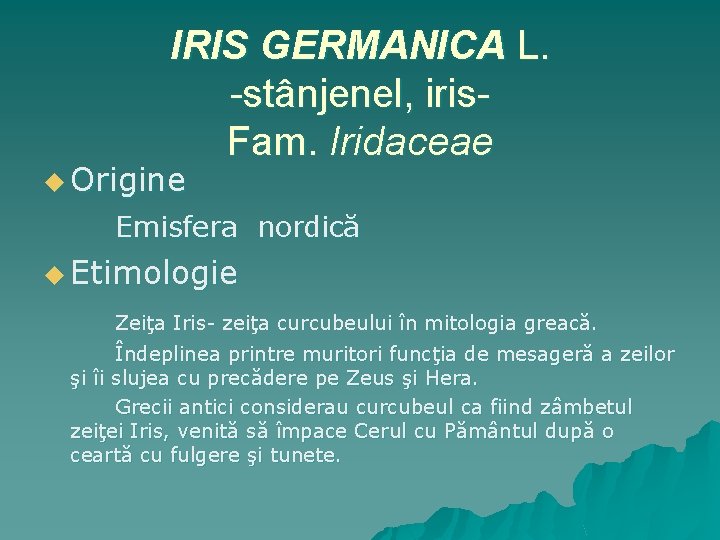 IRIS GERMANICA L. -stânjenel, iris. Fam. Iridaceae u Origine Emisfera nordică u Etimologie Zeiţa