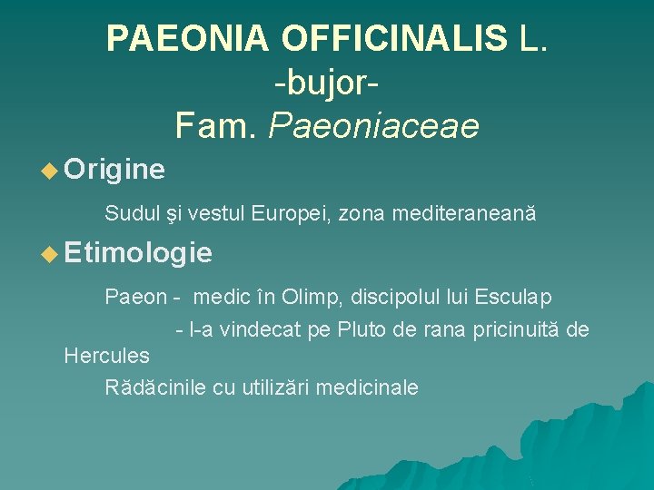 PAEONIA OFFICINALIS L. -bujor. Fam. Paeoniaceae u Origine Sudul şi vestul Europei, zona mediteraneană