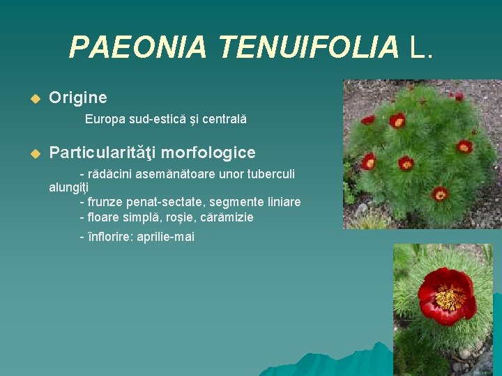 PAEONIA TENUIFOLIA L. u Origine Europa sud-estică şi centrală u Particularităţi morfologice - rădăcini