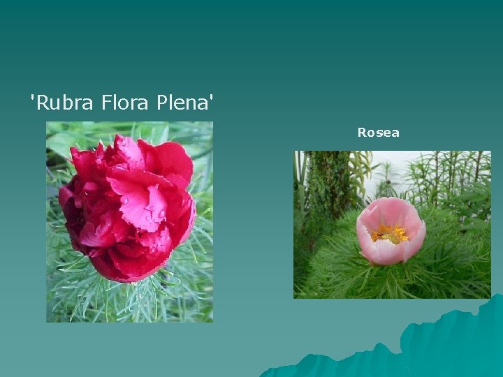 'Rubra Flora Plena' Rosea 