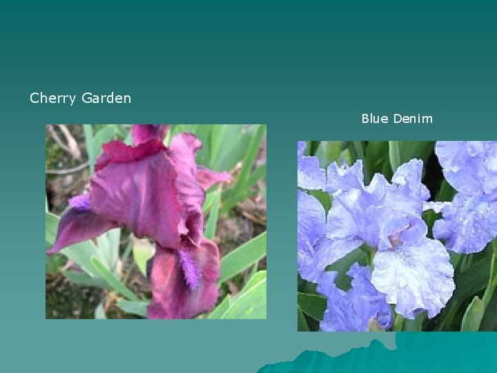 Cherry Garden Blue Denim 