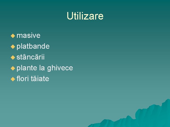 Utilizare u masive u platbande u stâncării u plante la ghivece u flori tăiate