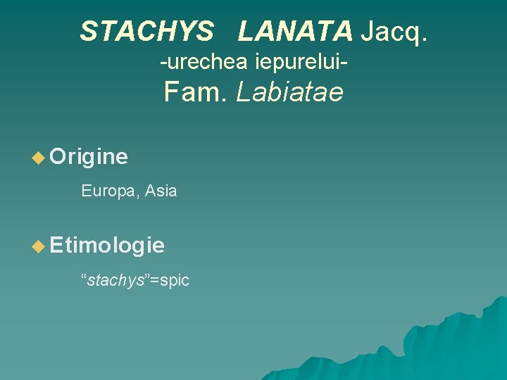 STACHYS LANATA Jacq. -urechea iepurelui- Fam. Labiatae u Origine Europa, Asia u Etimologie “stachys”=spic