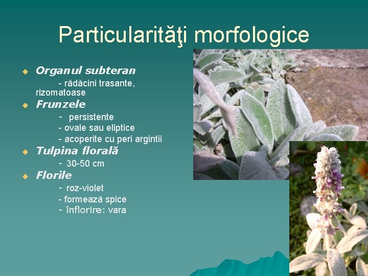 Particularităţi morfologice u Organul subteran - rădăcini trasante, rizomatoase u Frunzele - persistente -