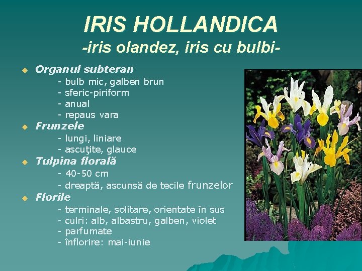 IRIS HOLLANDICA -iris olandez, iris cu bulbiu Organul subteran - bulb mic, galben brun