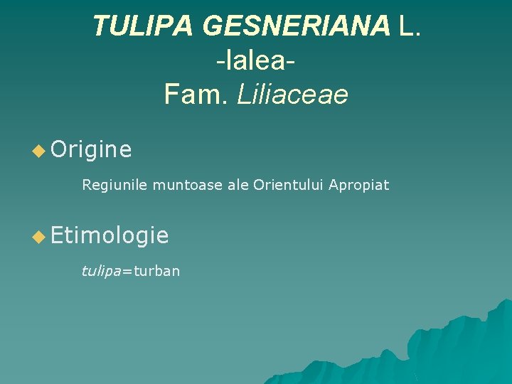 TULIPA GESNERIANA L. -lalea. Fam. Liliaceae u Origine Regiunile muntoase ale Orientului Apropiat u