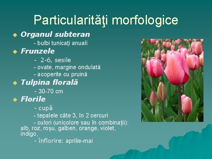 Particularităţi morfologice u Organul subteran - bulbi tunicaţi anuali u Frunzele - 2 -6,
