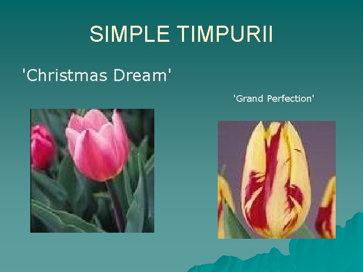 SIMPLE TIMPURII 'Christmas Dream' 'Grand Perfection' 