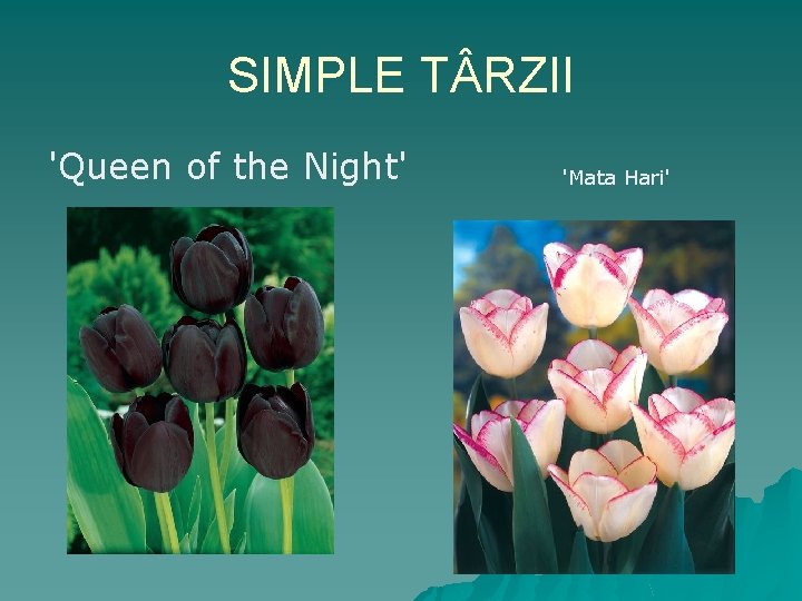 SIMPLE T RZII 'Queen of the Night' 'Mata Hari' 