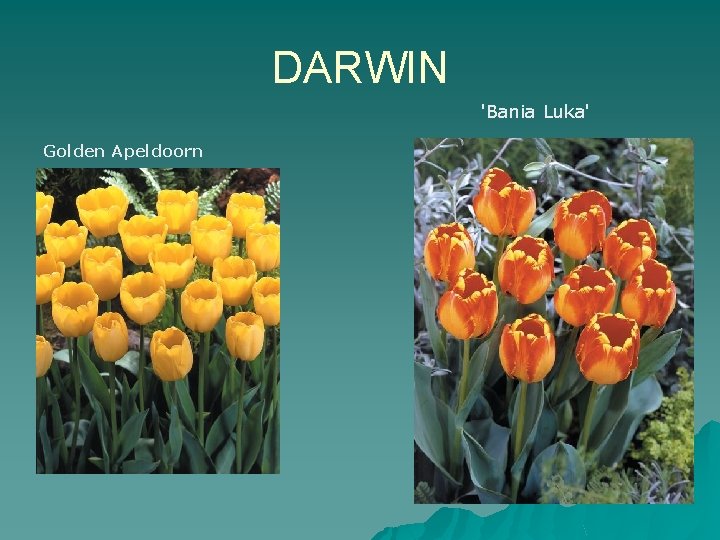 DARWIN 'Bania Luka' Golden Apeldoorn 