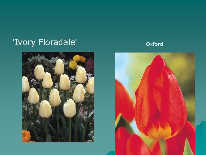 'Ivory Floradale' 'Oxford' 