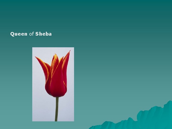 Queen of Sheba 