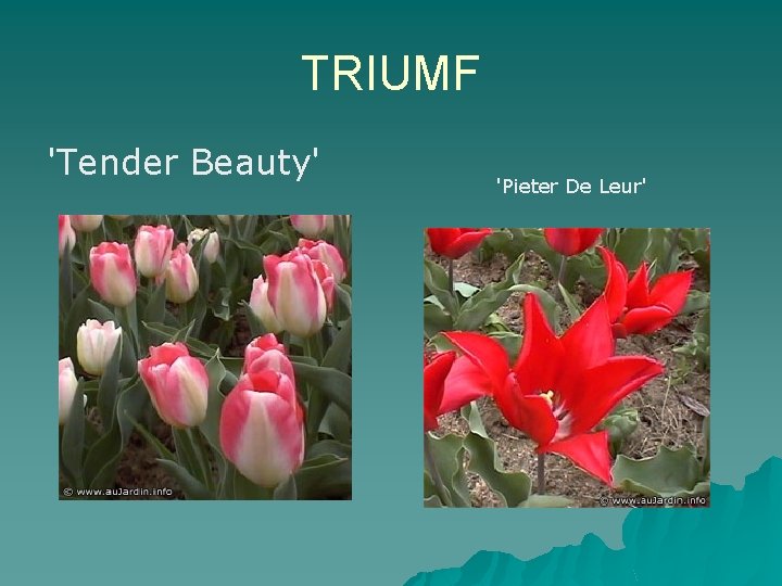 TRIUMF 'Tender Beauty' 'Pieter De Leur' 