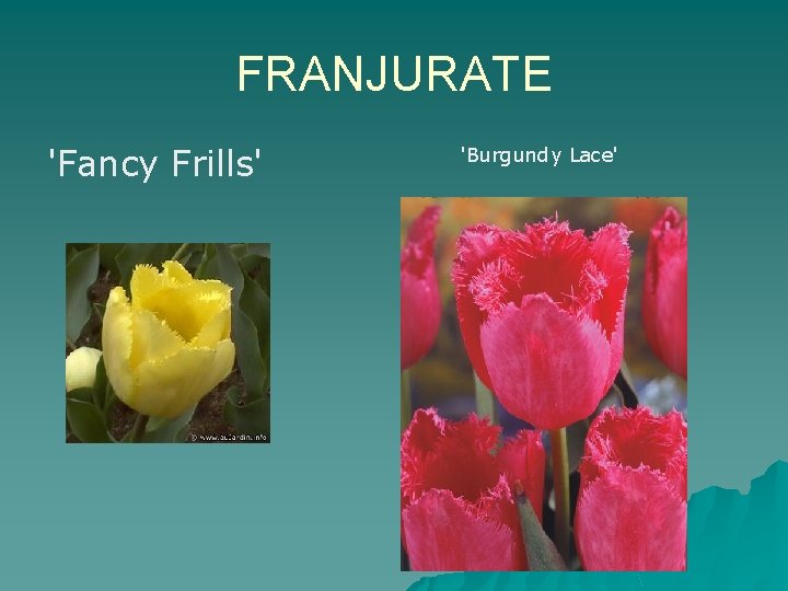 FRANJURATE 'Fancy Frills' 'Burgundy Lace' 