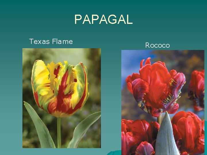 PAPAGAL Texas Flame Rococo 