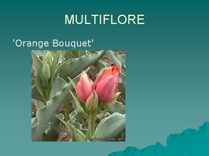 MULTIFLORE 'Orange Bouquet' 