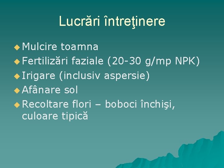 Lucrări întreţinere u Mulcire toamna u Fertilizări faziale (20 -30 g/mp NPK) u Irigare